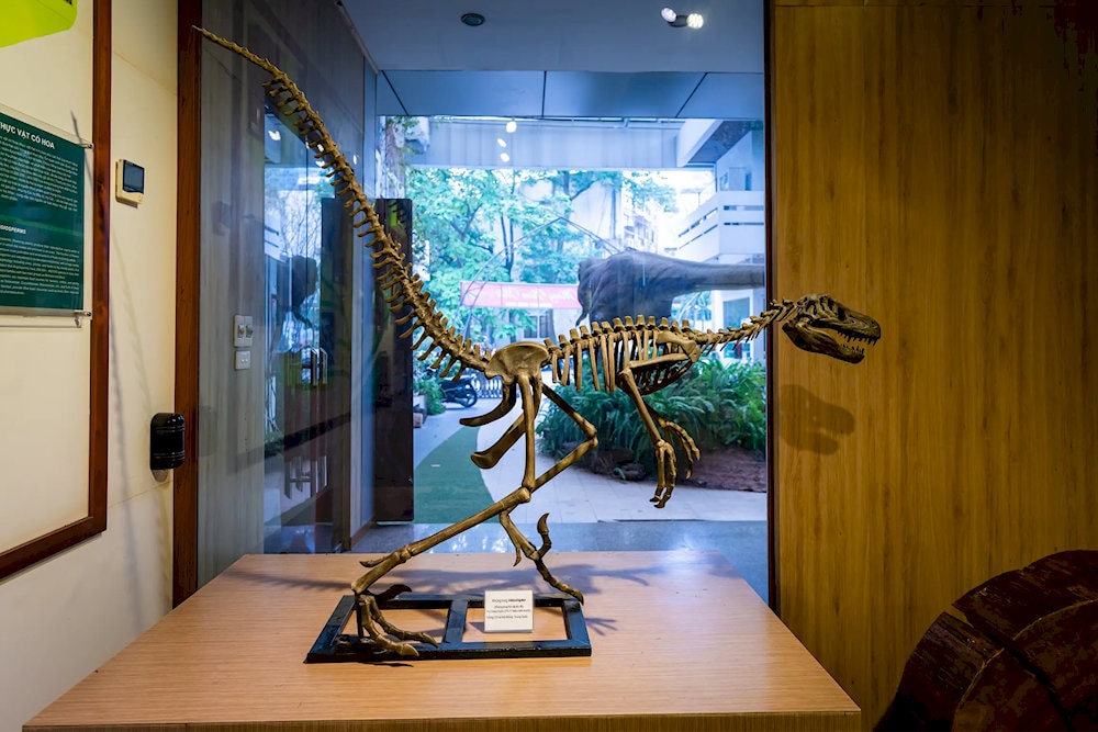The dinosaur fossil is displayed at the Vietnam National Museum of Nature